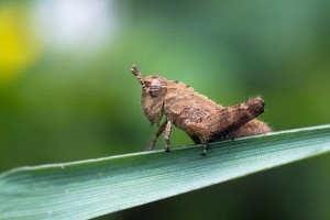 Macro photo_Lior Glaichman-03